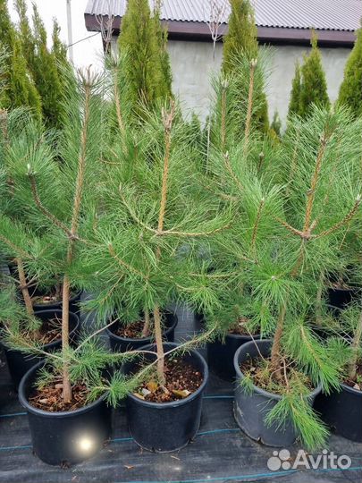 Сосна черная саженцы