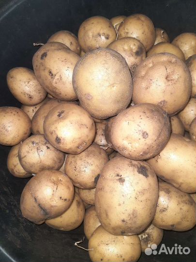 Продам картофель