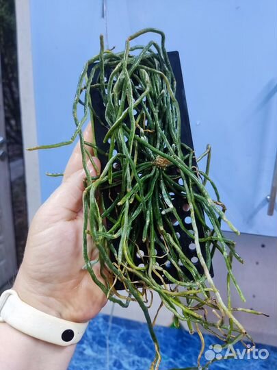 Орхидея. Шилошиста. Chiloschista parishii