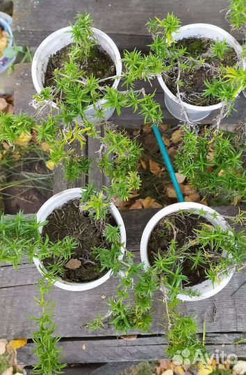 Флокс шиловидный