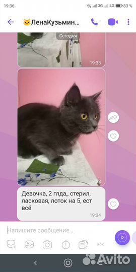 Красотка девочка Нора,2 года,стерильная, ласковая