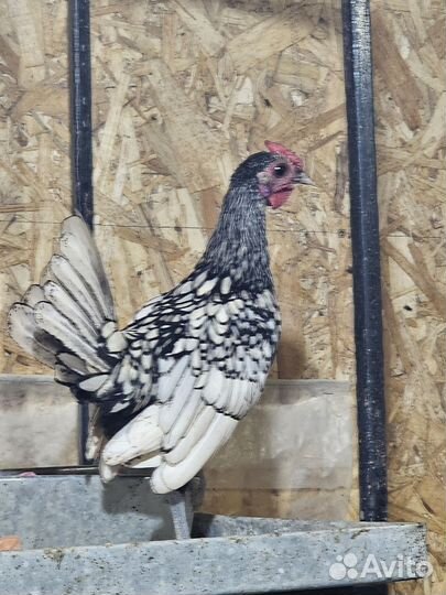 Карликовые куры Сибрайт