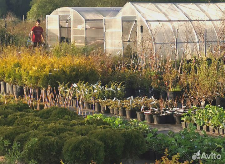 Разнорабочий в Садовый центр