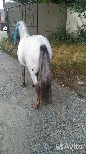 Лошади аппалуз