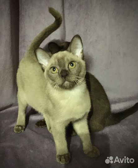 Европейская Бурма - котята