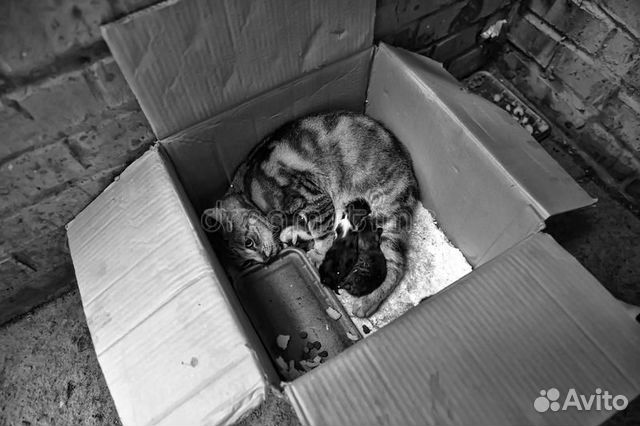 Как выглядит подвальный кот Кошка с котятами купить в Махачкале Животные и зоотовары Авито