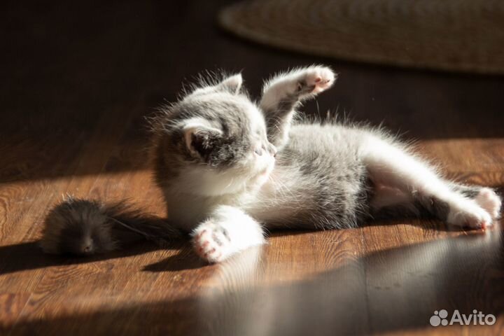 Котёнок ищет дом и добрые руки