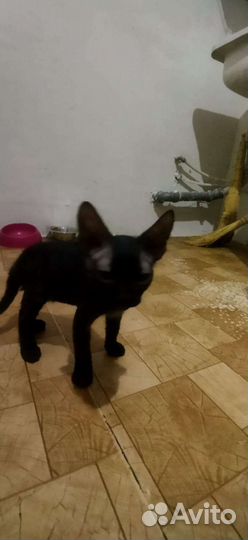 Канадский сфинкс