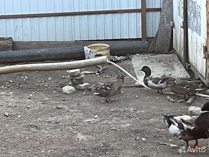 Подсодная утка