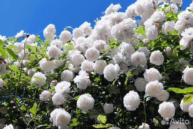 Саженцы плетистых роз Айсберг