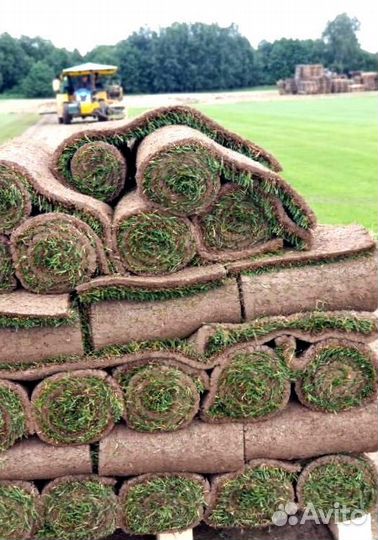 Рулонный газон