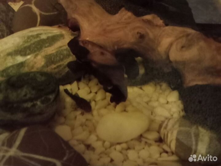 Сомики Анциструсы