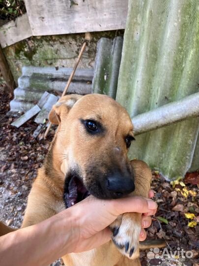 Собака в добрые руки