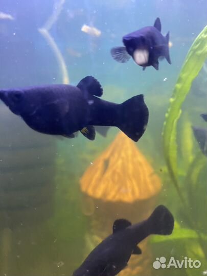 Аквариумные рыбки