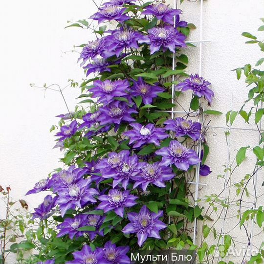 Клематисы саженцы
