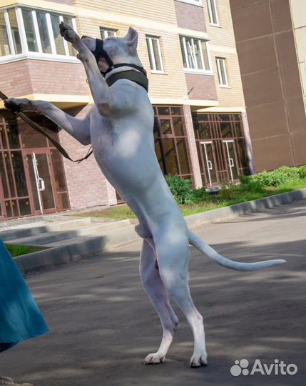 Собака для фотосессии