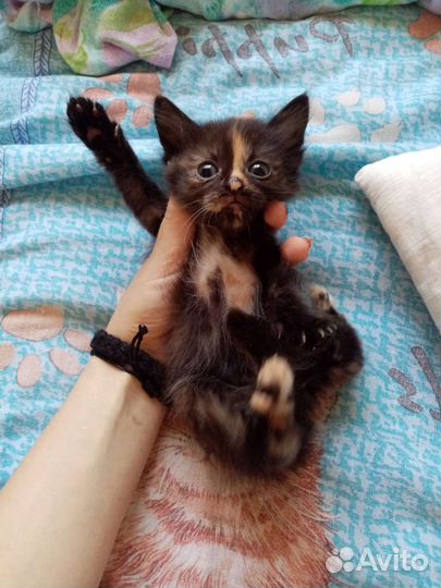 Котята в добрые руки 1 месяц