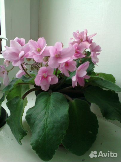 Цветы домашние