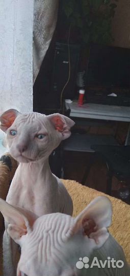 Донской сфинкс