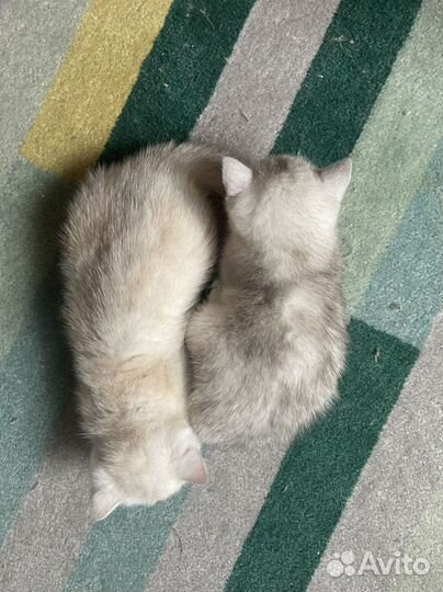 Британская шиншилла