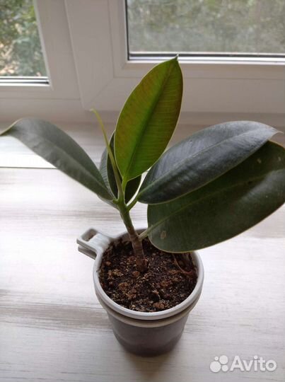 Комнатные растения по