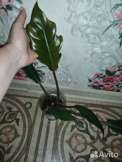 Филодендрон