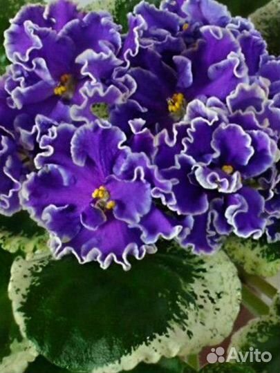 Детки сортовых фиалок