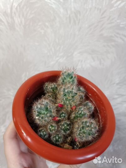 Кактус маммилярия в горшочке