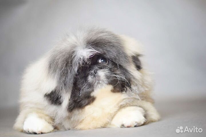 Щенки пекинеса три месяца