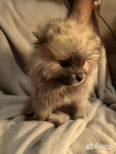 Щенки померанского шпица