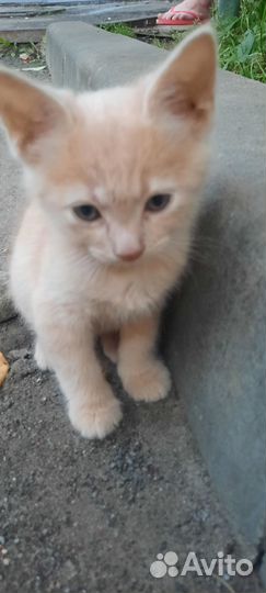 Рыжик ищет дом