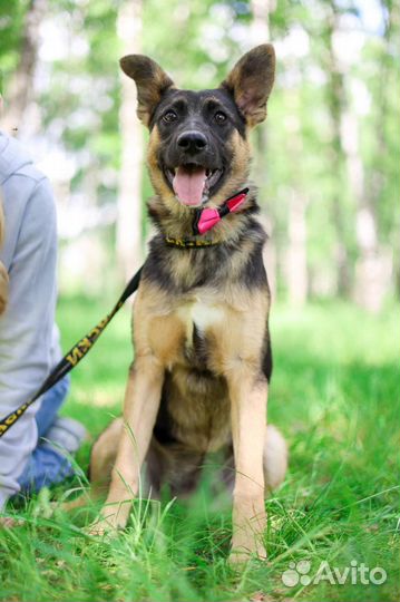 Маоышка Дафна ищет дом