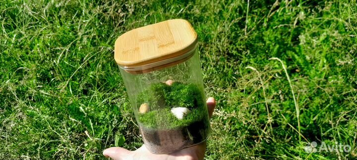 Инсталляция из живого мха