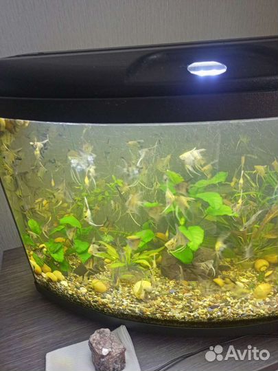 Продам рыбок