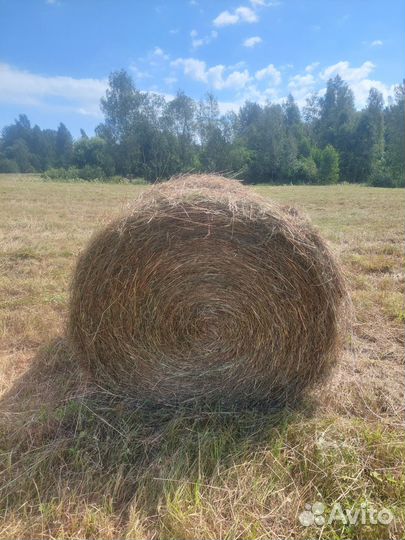Продам сено в рулонах