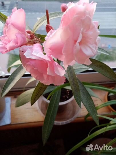 Олеандр розовый махровый