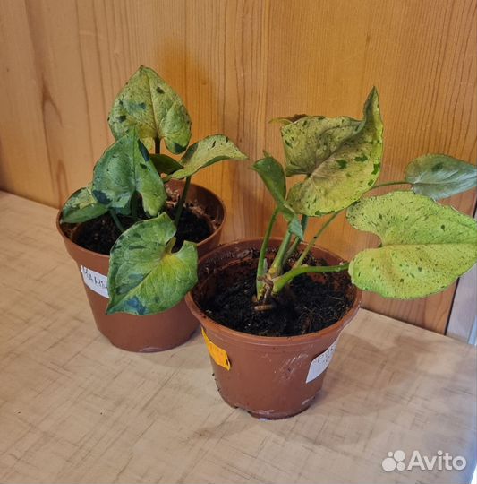 Сингониумы