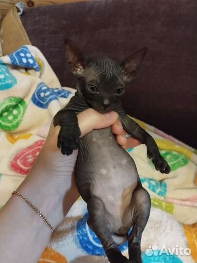Котята сфинкс