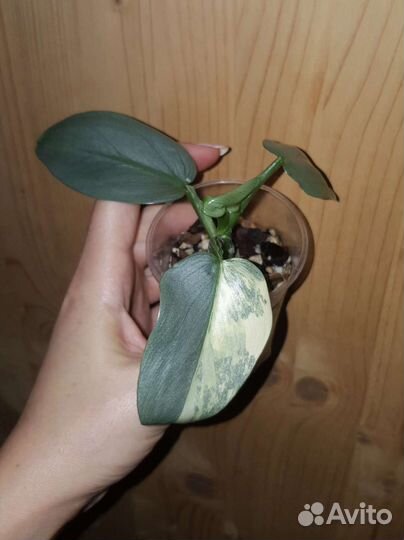 Филодендрон хастатум вар