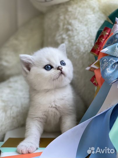 Шотландские котята