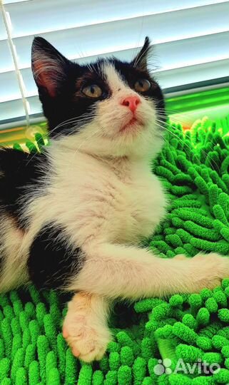 Котенок ласковая девочка