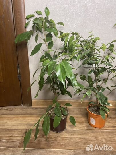 Фикус бенжамена комнатные растения