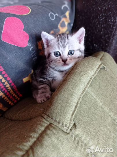 Девочки-шотландки