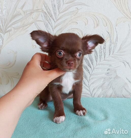 Щенки чихуахуа длинношерстные