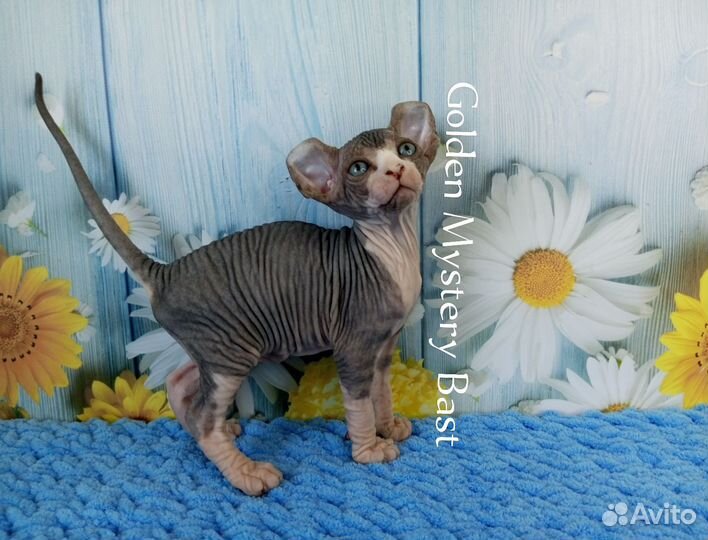 Сфинкс Эльф