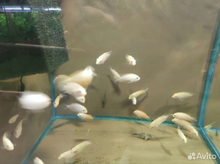 Аквариумные рыбки в ассортименте