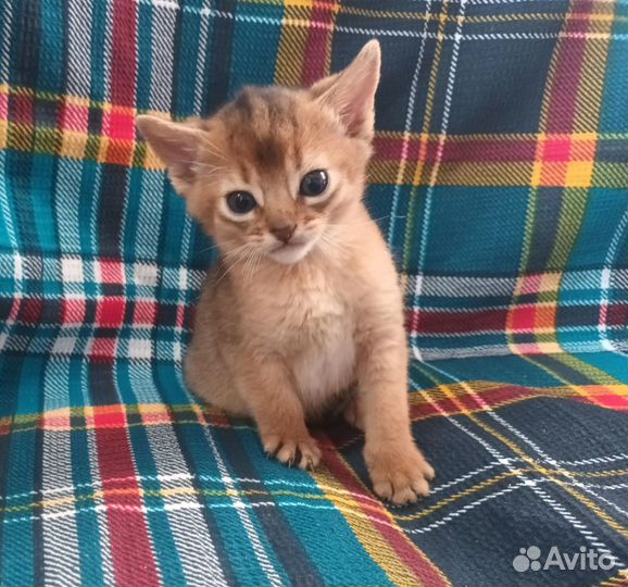 Абиссинские котята