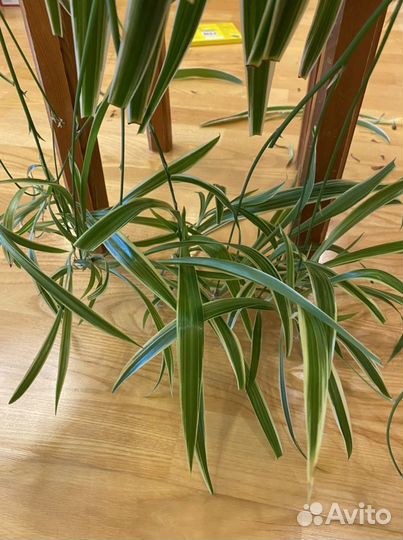 Хлорофитум