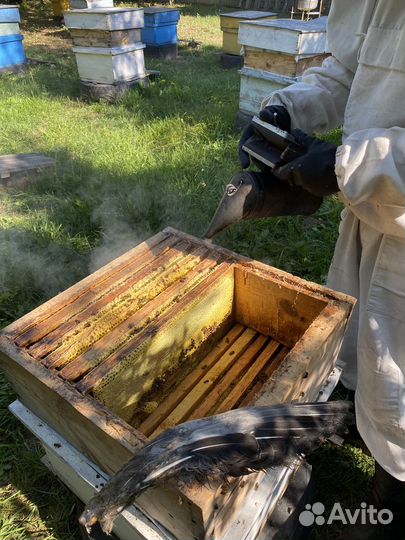 Продажа меда. Пыльцы, прополиса, рамочного меда