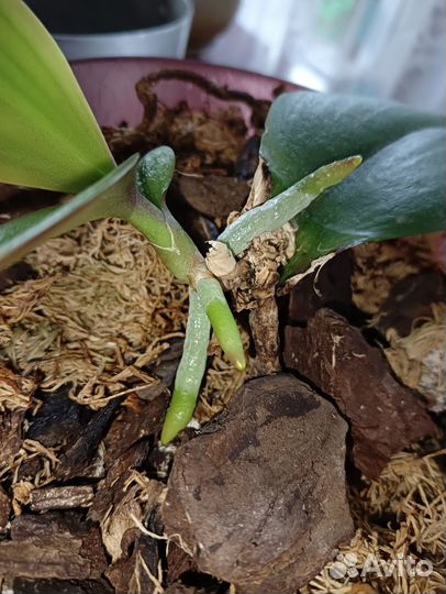 Детка на обмен